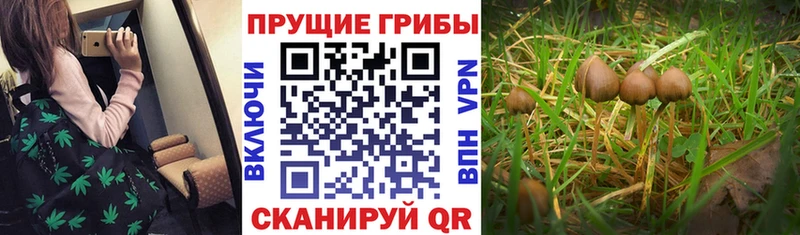 купить наркоту  Заинск  Галлюциногенные грибы Magic Shrooms 